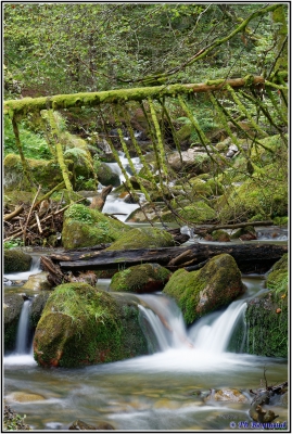 Le ruisseau d'Artigou 
Filée d'eau sur le ruisseau d'Artigou à Payolle 
f/22 - 3s
Mots-clés: ruisseau artigou payolle filée d&#039;eau pose longue