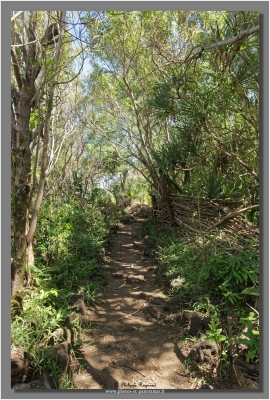 Le Cap Jaune
Chemin de randonnée pour accéder au Cap Jaune, les chemins sont assez sauvages.

Mots-clés: vague océan indien la réunion cote cap jaune vincendo