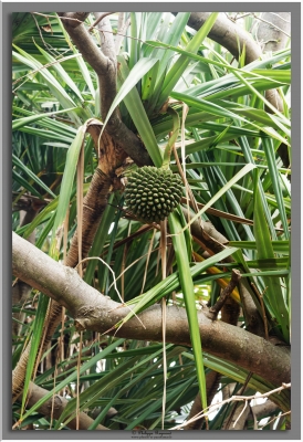 Grande Anse
Le choux de vacoa ou pimpins à la Réunion, c'est un fruit comestible et riche.
Keywords: choux vocoa grande anse la réunion